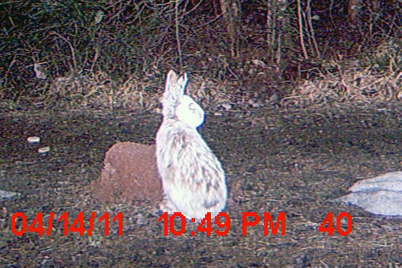 SnowshoeHare_041411_2249hrs.jpg - Snowshoe Hare (Lepus americanus)